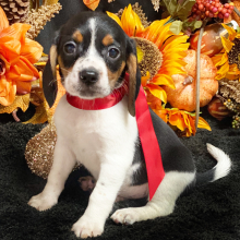 Beagle Puppy Luca