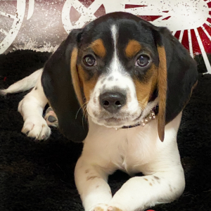 Beagle Puppy Luca