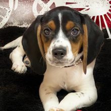 Beagle Puppy Luca