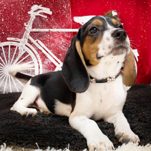 Beagle Puppy Luca