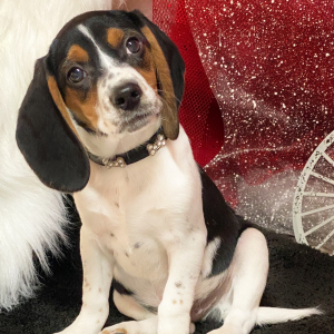 Beagle Puppy Luca