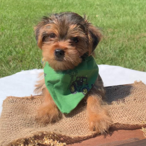 Yorkshire Terrier Puppy Cooper