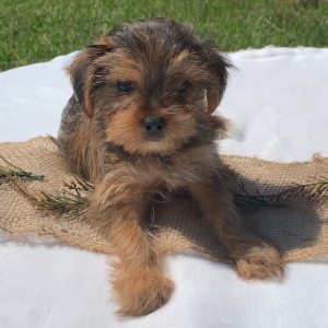 Yorkshire Terrier Puppy Cooper