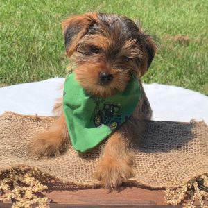 Yorkshire Terrier Puppy Cooper