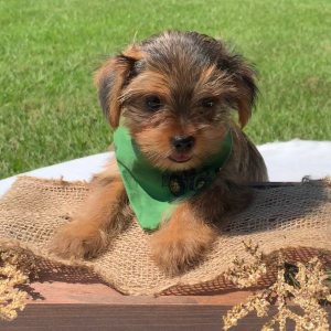 Yorkshire Terrier Puppy Cooper