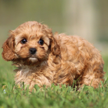 Cavapoo Puppy Alicia