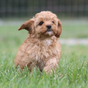 Cavapoo Puppy Alicia