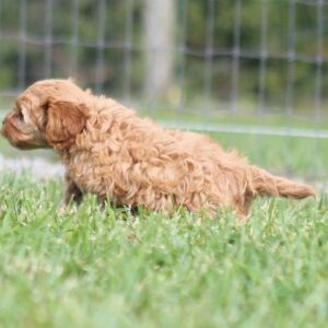 Cavapoo Puppy Alicia