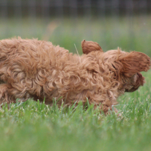 Cavapoo Puppy Alicia