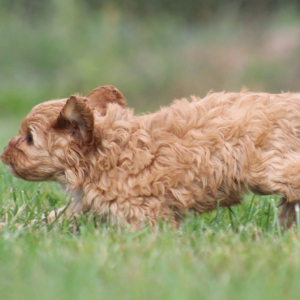 Cavapoo Puppy Alicia