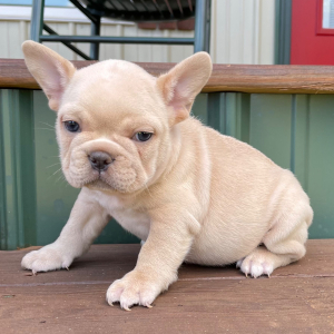 French Bulldog Puppy Sydney
