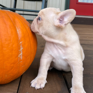 French Bulldog Puppy Sydney