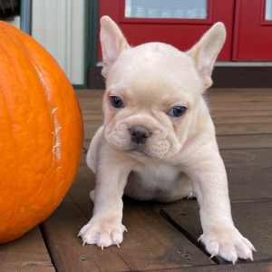 French Bulldog Puppy Sydney