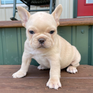 French Bulldog Puppy Sydney