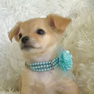 Chihuahua Puppy Lil' Charlie