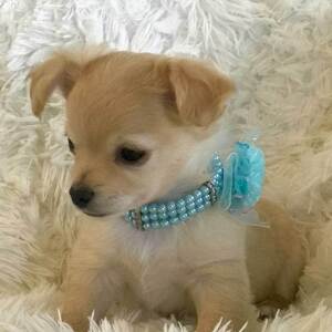 Chihuahua Puppy Lil' Charlie
