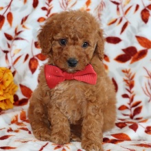 Goldendoodle Puppy Marvel