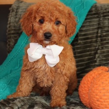 Goldendoodle Puppy Marvel
