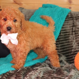 Goldendoodle Puppy Marvel