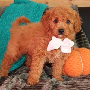 Goldendoodle Puppy Marvel