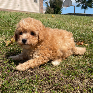 Maltipoo Puppy Toffee