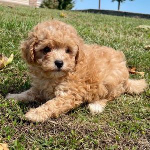 Maltipoo Puppy Toffee