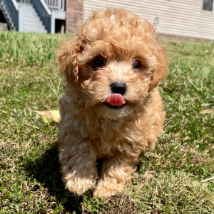 Maltipoo Puppy Toffee