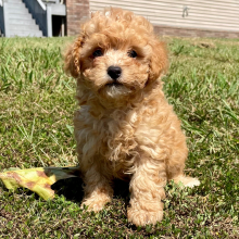 Maltipoo Puppy Toffee