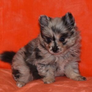 Pomeranian Puppy Sugar Bear