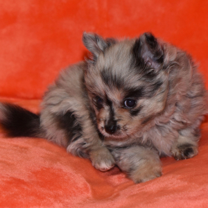 Pomeranian Puppy Sugar Bear