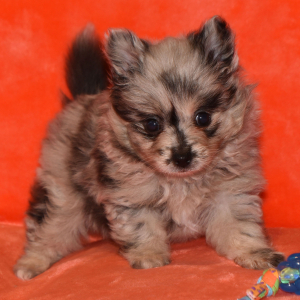 Pomeranian Puppy Sugar Bear