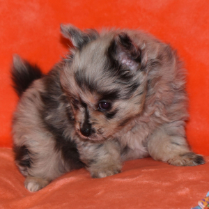 Pomeranian Puppy Sugar Bear