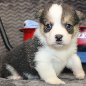 American Corgi Puppy Merlin