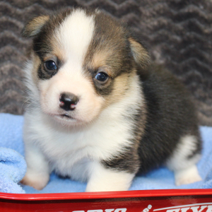 American Corgi Puppy Merlin