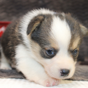 American Corgi Puppy Merlin