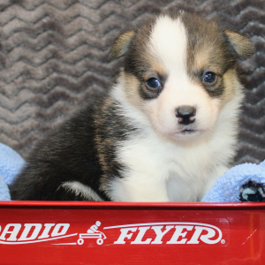 American Corgi Puppy Merlin