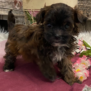 Havapoo Puppy Myytle