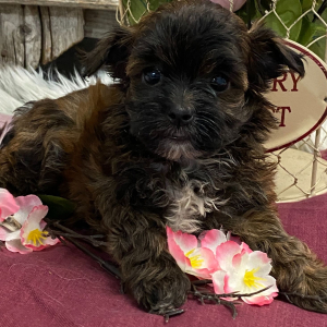 Havapoo Puppy Myytle