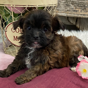 Havapoo Puppy Myytle