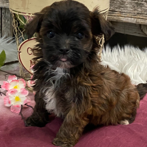 Havapoo Puppy Myytle
