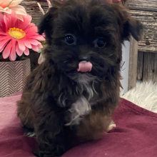 Havapoo Puppy Myytle