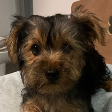 Yorkshire Terrier Puppy Rocco