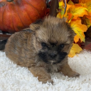 Morkie Puppy Mabel