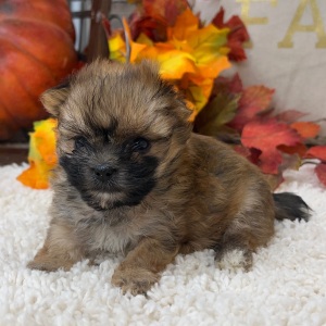 Morkie Puppy Mabel
