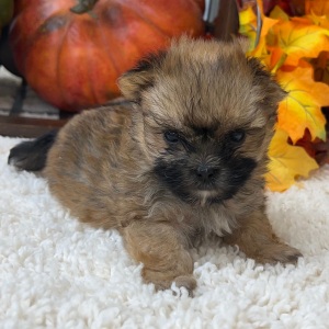 Morkie Puppy Mabel