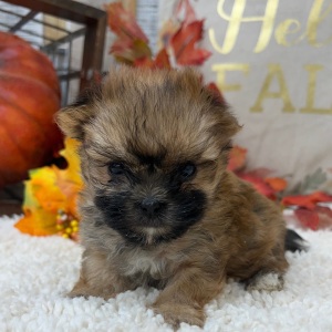 Morkie Puppy Mabel