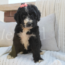 Bernedoodle Puppy Bianca