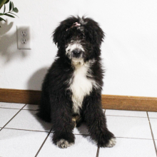 Bernedoodle Puppy Brandy