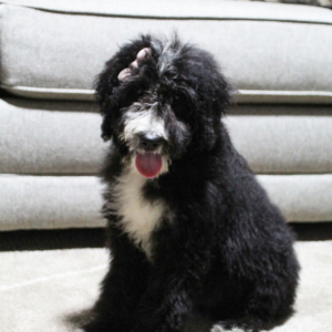 Bernedoodle Puppy Brandy