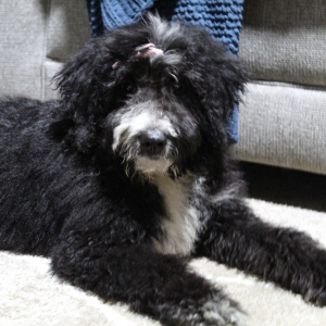 Bernedoodle Puppy Brandy
